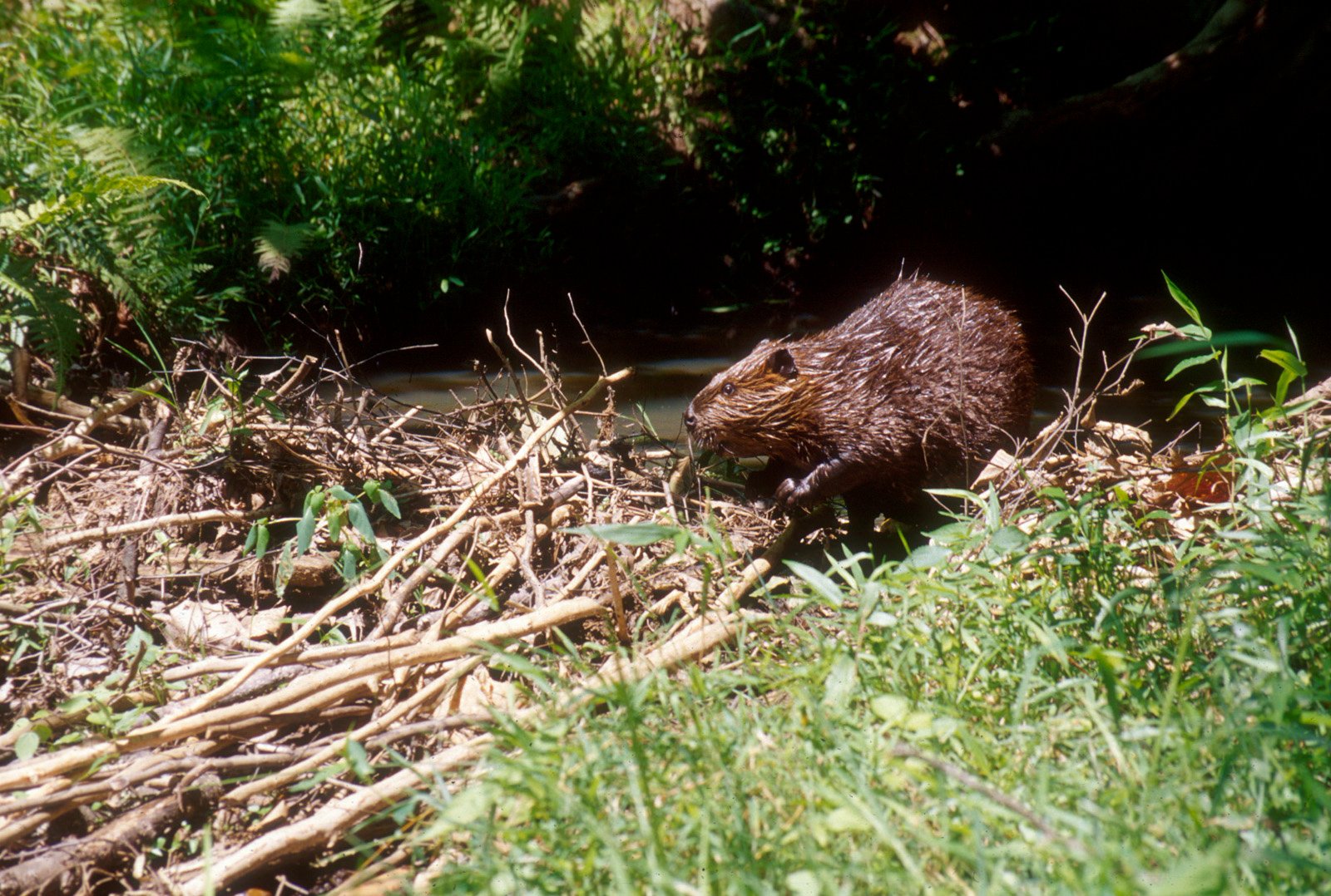 Beavers