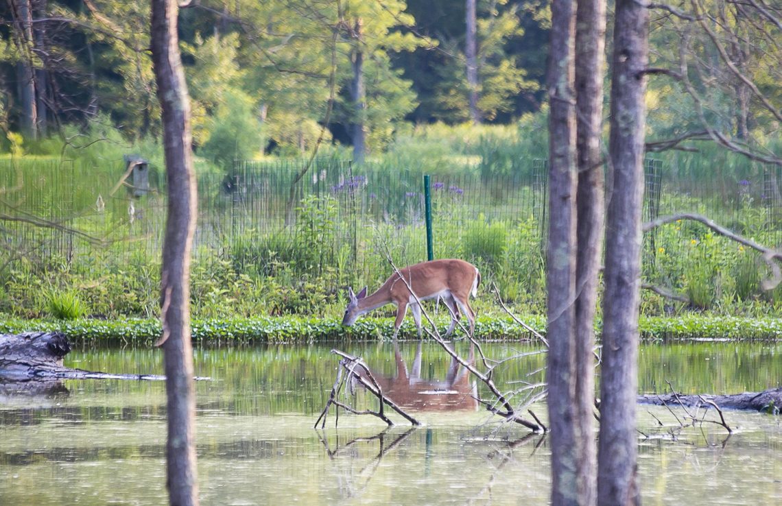 Huntley Meadows